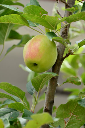 closeup the ripe red green apple holding with branch and leaves in the garden soft focus natural green brown background.の写真素材
