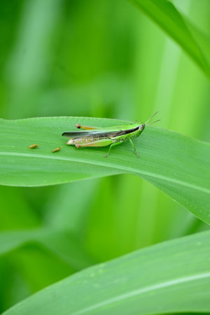 closeup the green brown grasshopper hold on corncob plant leaf in the farm soft focus natural green brown background.の写真素材