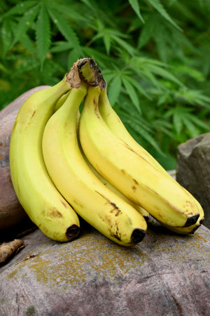 closeup the bunch ripe yellow green banana on the brown stone soft focus natural green brown background.の写真素材