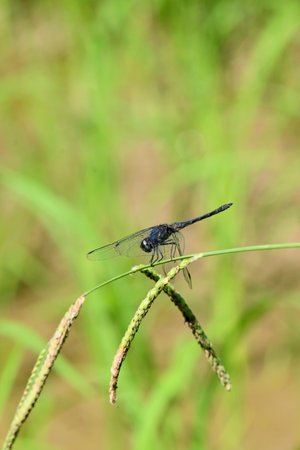 closeup the dark blue dragonfly hold on grass plant leaf soft focus natural green brown background.の写真素材