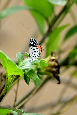 closeup the beautiful orange white black color butterfly hold on the dahlia flower plant leaf soft focus natural green brown background.の写真素材
