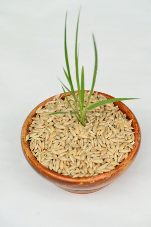 closeup the green ripe paddy plant soil heap and growing in the wooden bowl with brown barley grains on the white background.の写真素材