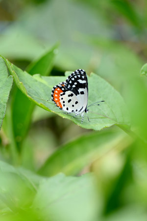 closeup the beautiful orange white black color butterfly hold on the dahlia flower plant leaf soft focus natural green brown background.の写真素材