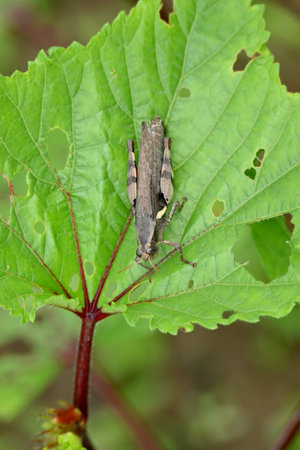closeup the brown grasshopper hold on ladyfinger plant leaf in the farm soft focus natural green brown background.の写真素材