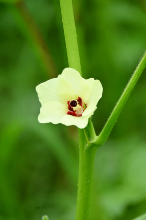 closeup the ripe green ladyfinger white flower with leaves and plant growing in the farm soft focus natural green brown background.の写真素材