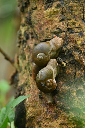 closeup the pair of small brown color snail hold on the brown tree soft focus natural green brown background.の写真素材