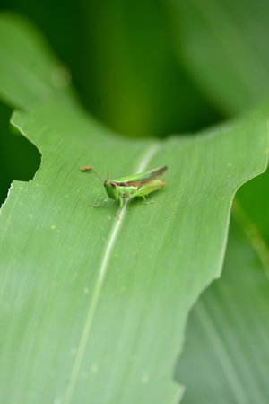 closeup the green brown grasshopper hold on corncob plant leaf in the farm soft focus natural green brown background.の写真素材
