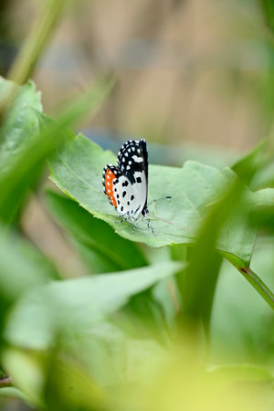 closeup the beautiful orange white black color butterfly hold on the dahlia flower plant leaf soft focus natural green brown background.の写真素材
