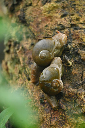 closeup the pair of small brown color snail hold on together the brown tree soft focus natural green brown background.の写真素材