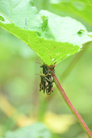 closeup the pair of brown grasshopper hold on ladyfinger plant leaf in the farm soft focus natural green brown background.の写真素材