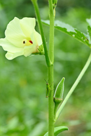 closeup the ripe green ladyfinger with white flower and leaves and plant growing in the farm soft focus natural green brown background.の写真素材