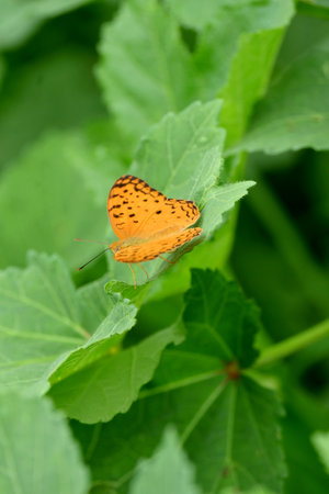 closeup the beautiful orange white black color butterfly hold on the lady finger plant leaf soft focus natural green brown background.の写真素材