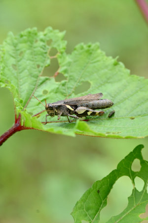 closeup the brown grasshopper hold on ladyfinger plant leaf in the farm soft focus natural green brown background.の写真素材