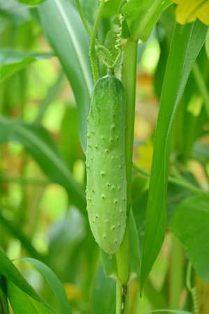 closeup the green ripe cucumber hanging on with leaves and vine in the farm soft focus natural green brown background.の写真素材