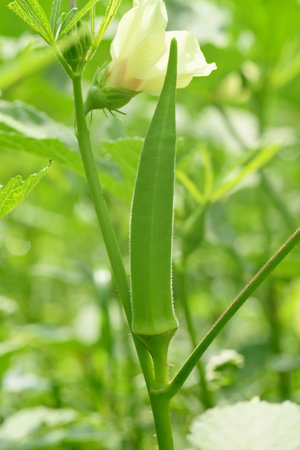 closeup the green grasshopper hold on lady finger plant with lady finger in the farm soft focus natural green brown background.の写真素材