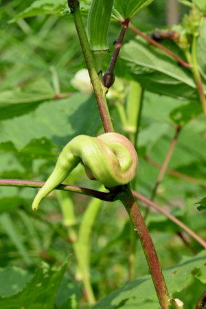 closeup the ripe green ladyfinger with leaves and plant growing in the farm soft focus natural green brown background.の写真素材