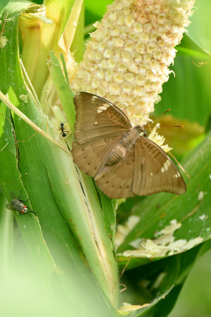 closeup the beautiful brown color butterfly hold on the corncob plant with corncob soft focus natural green brown background.の写真素材