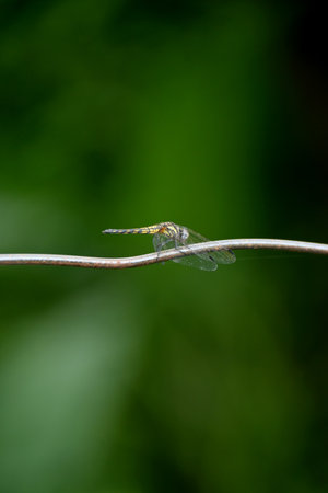 closeup the yellow brown dragonfly hold and sitting on metal wire soft focus natural green brown background.の写真素材