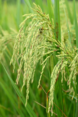 closeup the bunch ripe green yellow paddy grain growing with plant in the farm soft focus natural green yellow background.の写真素材