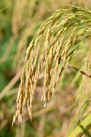 closeup the bunch ripe green yellow paddy grain growing with plant in the farm soft focus natural green yellow background.の写真素材