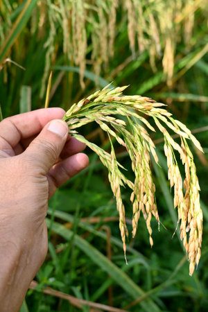 closeup the bunch ripe yellow green paddy plant grains hold hand in the farm soft focus natural green brown background.の写真素材