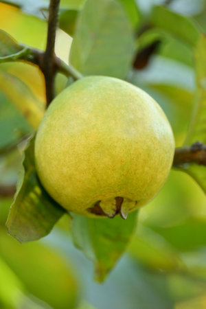 closeup the yellow brown guava fruit hanging with plant and leaf in the farm field soft focus natural yellow green background.の写真素材