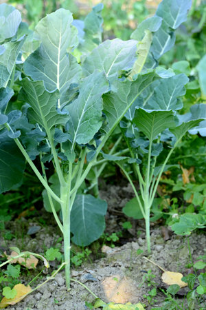 closeup the bunch ripe green cauliflower plant with soil heap growing in the farm soft focus natural green brown background.の写真素材