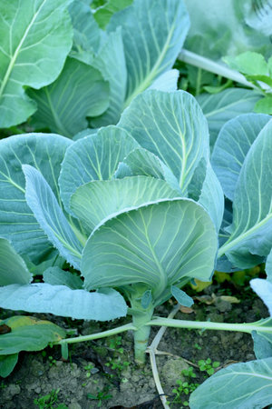 closeup the young ripe green cabbage plant growing in the farm soft focus natural green background.の写真素材