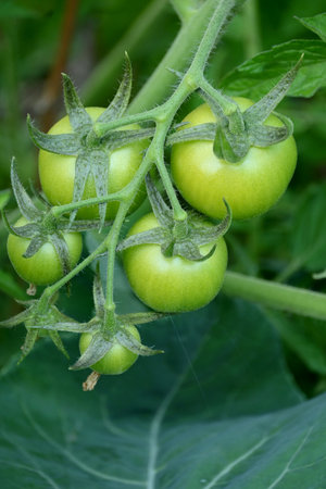 closeup the bunch ripe green tomato with plant in the farm soft focus natural yellow green background.の写真素材