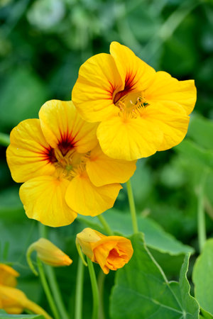 closeup the bunch yellow red nasturtium flowers with vine and green leaves in the garden soft focus natural green brown background.の写真素材