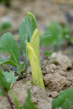 closeup the ripe green garlic plant growing in the farm with brown soil soft focus natural brown background.の写真素材