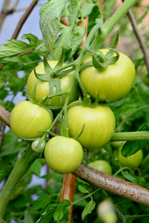 closeup the bunch ripe green tomato with plant in the farm soft focus natural yellow green background.の写真素材