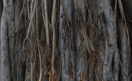 trunk of a banyan tree can be used as background