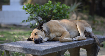 A dog sleeping on a park benchの写真素材