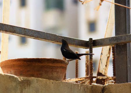 An Indian Robbinの写真素材