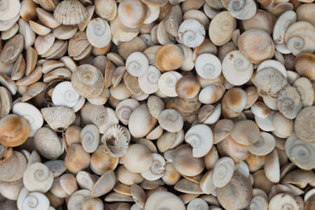 spiral coral rocks backgroundの写真素材