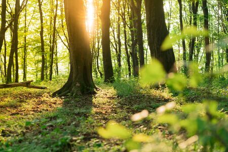 Sunlight in the green forest. Forest landscape.の写真素材