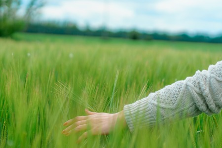 the hand on the background field of green wheatの写真素材
