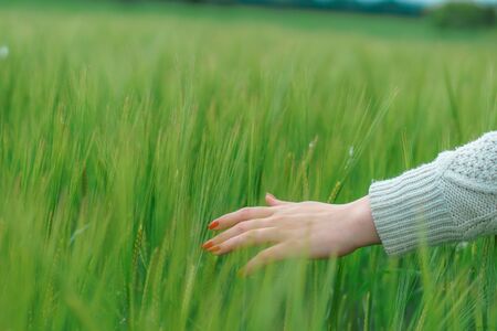 the hand on the background field of green wheatの写真素材