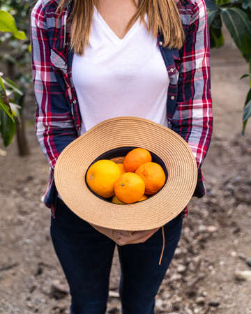 Hat with oranges, grapefruits and tangerines fresh from the tree. Organic garden concepts.の写真素材