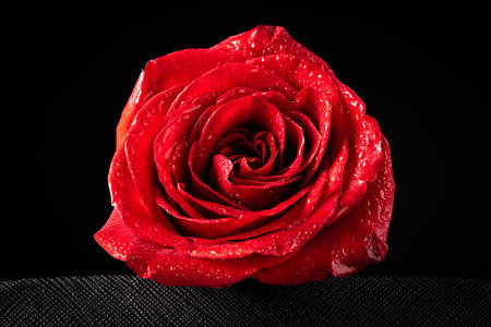 Isolated red rose on a black background. Concept of Valentine's Day, anniversary or mother's day.の写真素材