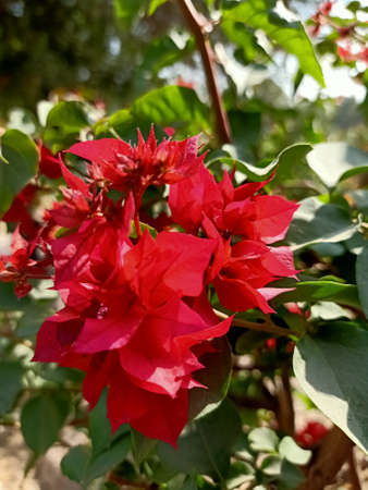 Beautiful red flowers and green leaf beautiful view pictureの写真素材