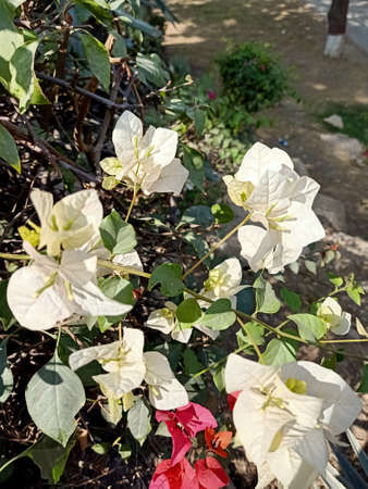 Beautiful white with green leaf pictureの写真素材