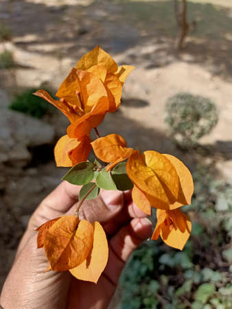 beautiful orange hand with orange flowers pictureの写真素材