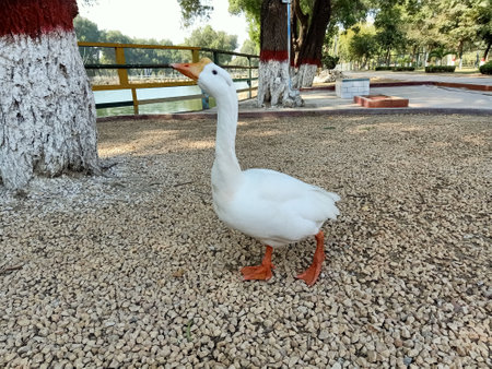Beautiful white duck in park beautiful viewの写真素材