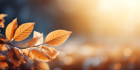Beautiful autumn leaves on blurred nature background with bokeh effectの素材