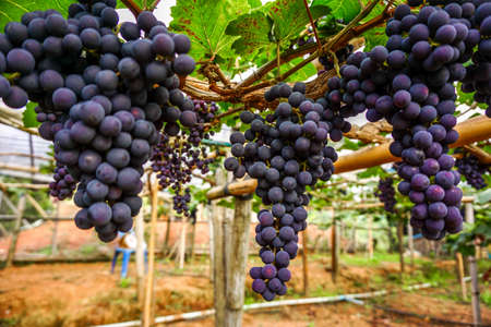 Black grape on the farmの写真素材
