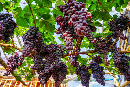 Black grape on the farmの写真素材