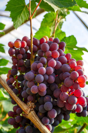 Black grape on the farm