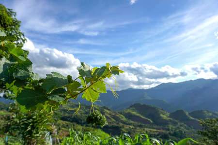 Grape leaves with the landscape view.の写真素材